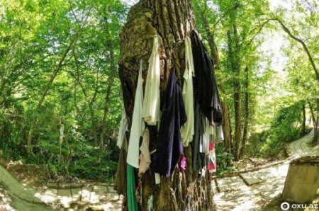 Azərbaycanda daha bir “pir”: Ağacdan alt paltarı asırlar, “əl uzadan”ın ağzı əyilir - FOTOLAR