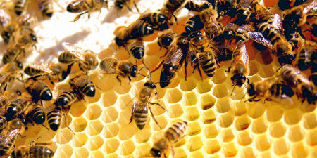 Nazirliyin “arı ordusu” sahibkarları “sancacaq”
