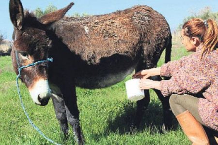 Azərbaycanda açılan ilk eşşək fermaları... - Bu südün qiyməti niyə bahadır?