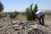 “Monte Ferro” daşlıq ərazidə möcüzə yaradır: şirkətin Şəki və Qaxdakı fındıq bağlarından videoreportaj