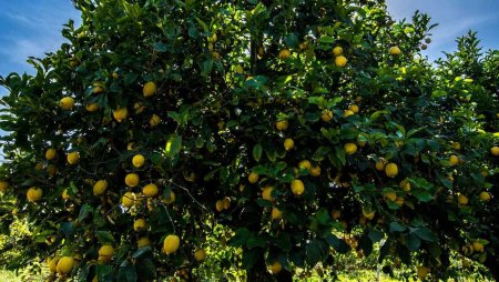 11 min manat qazanmağın ən asan yolu-1 hektar limon bağı, 9 min manat almaq üçün isə 1 hektar mandarin bağı sal