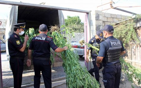 Polis şöbəsinin yanında narkotik əkən şəxs: “Bu işi mənə rəis təklif edib”